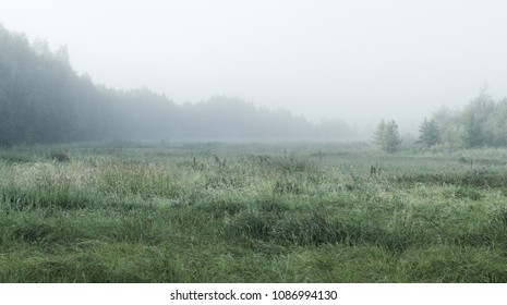 Paisaje neblinoso con bosque y campo