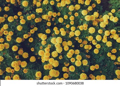 Draufsicht auf gelbe französische Ringelblumen.
