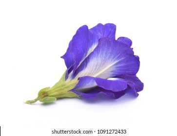 Vlinder erwt of blauwe erwt bloem geïsoleerd op een witte achtergrond. (Clitoria ternatea)