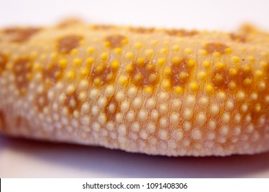 Detail of body of common leopard gecko (Eublepharis macularius) macro lens focus on bumpy texture of lizard skin isolated on white background. Leopard Gecko on white background.