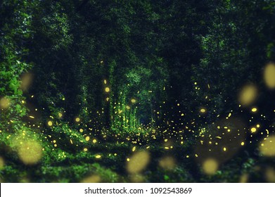 Luciérnagas en el bosque salvaje. famoso lugar romántico llamado Túnel del Amor, Klevan, Ucrania. fondo natural de verano (primavera) (collage)