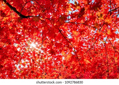 Herfst kleurrijk rood esdoornblad onder de esdoorn