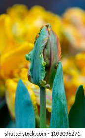 Flower - A stalk of Tulip 'Irene Parrot' against a blur yellow background. With their ruffled and feathered petals,