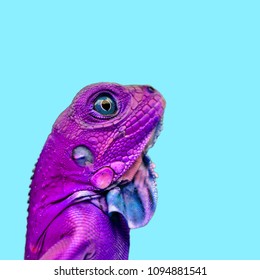  Isolated colorful lizard, chameleon photography