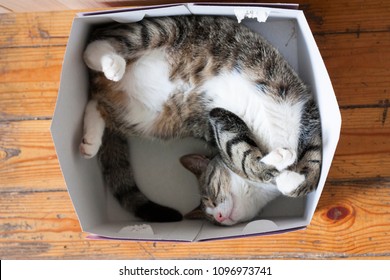 Gestreepte kat die in een kartonnen doos slaapt