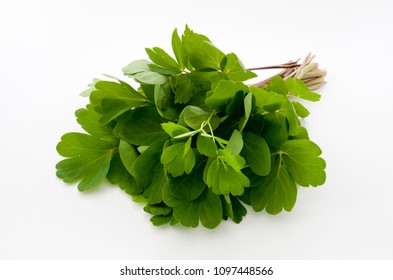 choumeisou, herb, Peucedanum japonicum