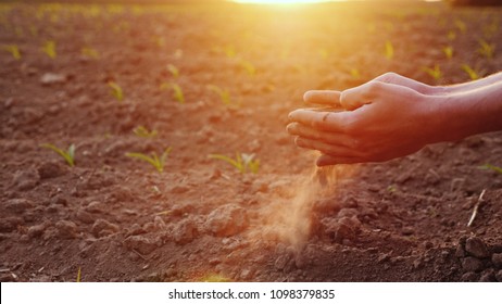 Las manos del joven agricultor mantienen la tierra fértil en el campo con plántulas de maíz. Concepto de productos orgánicos