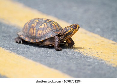 Östliche Dosenschildkröte beim Überqueren der Straße