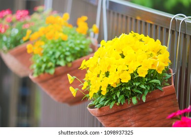 スチール製のフェンスにぶら下がっている、プラスチック製のバスケットにカラフルなペチュニアの花。