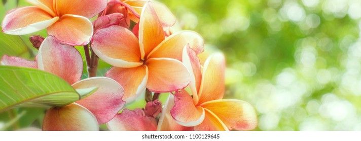 Panorama der blühenden Frangipani-Blume mit Farbfilter auf sanften Pastellfarben im Unschärfestil für Banner oder Kartenhintergrund. Frühlingslandschaft der rosafarbenen Plumeria-Blume. Leuchtend bunte Frühlingsblumen