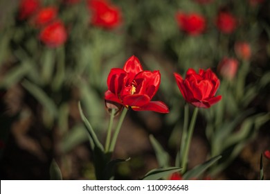 trong vườn hoa tulip đỏ tươi