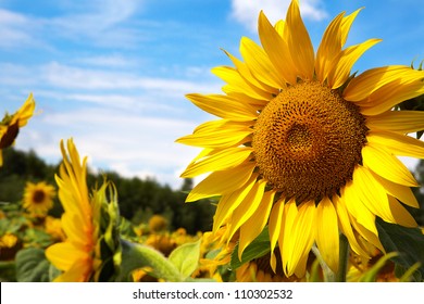 Close-up van zonnebloem tegen een blauwe lucht