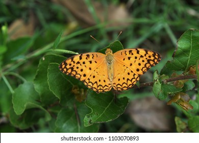 Black stripes on orange color wings of tropical insect , The Common Leopard  butterfly on tree with natural green background