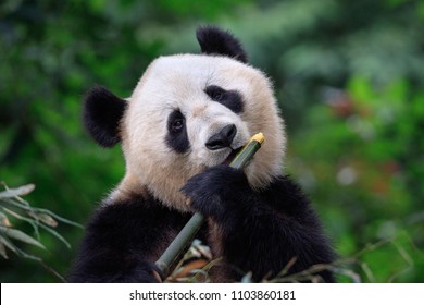 Panda-Bär, der Bambus genießt/frisst, Bifengxia-Panda-Reservat in Ya'an - Provinz Sichuan, China. Panda schaut den Betrachter an und hält ein großes Stück Bambus. Schutz bedrohter Tierarten