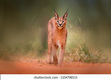 Caracal, Afrikaanse lynx, in groene grasvegetatie. Mooie wilde kat in natuurhabitat, Botswana, Zuid-Afrika. Dier van aangezicht tot aangezicht lopen op onverharde weg, Felis caracal.