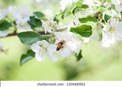 蜜蜂为苹果花授粉