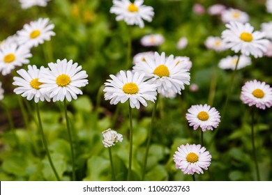 Flowering of daisies. Oxeye daisy, Leucanthemum vulgare, Daisies, Dox-eye, Common daisy, Dog daisy, Moon daisy. Gardening concept