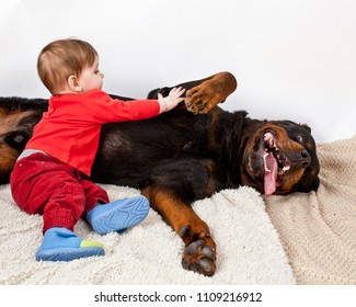 Niño vestido con traje rojo jugando con un gran perro negro de raza Rottweiler