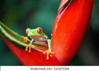 Agalychnis callidryas, katak pohon bermata merah tropis, tidak beracun, katak arboreal berwarna-warni dengan mata dan jari kaki merah, tubuh hijau cerah dan kaki biru, menatap dari bunga heliconia merah. Satwa liar hutan hujan.