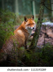 Fox watching around, standing beside spruce tree in forest