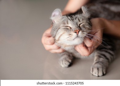 gato feliz encantador durmiendo cómodo por la mujer acariciando el agarre de la mano en. concepto de amor a los animales.