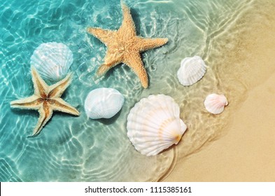 海の水の夏のビーチでヒトデと貝殻。夏の背景。夏の時間。