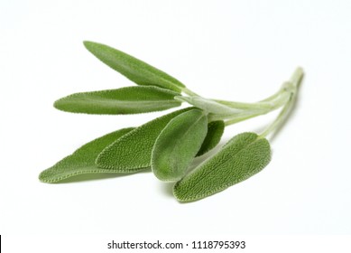 Sage leafs isolated