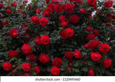 Schöne frische Rosen in der Natur. Natürlicher Hintergrund, großer Blütenstand von Rosen auf einem Gartenstrauch. Eine Nahaufnahme eines Busches roter Rosen auf der Allee des Stadtparks