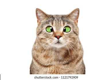 Retrato de um gato Scottish Straight vesgo engraçado isolado em fundo branco.