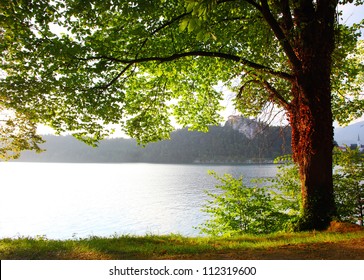 夕暮れ時のブレッド湖の海岸の緑の木