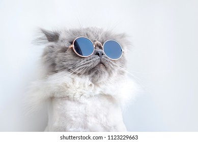 funny cat posing in sunglasses