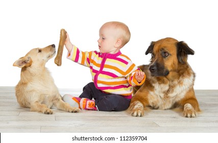 Twee honden flankeren een schattige baby die de jack russel terriër een kauwbot aanbiedt, jaloers gadegeslagen door de vriendelijke kruising