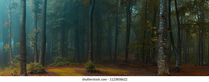 霧の森のパノラマ。霧の日に不気味な森の中のおとぎ話。恐怖の森の寒い霧の朝