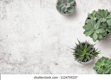 minimalistische städtische Gartenarbeit oder stilvoller Innenhintergrund mit verschiedenen Sukkulenten auf einem gemalten weißen hölzernen Schreibtisch - Draufsicht, Copyspace