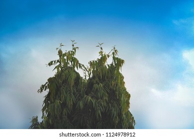 Tree of Polyalthia longifolia (Indian name: Asopalav), a two member of my family supporting us from last 20 years and giving natural environment particularly during summer.