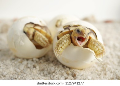 Close up Baby Tortoise Hatching (afrikanische Spornschildkröte), Geburt des neuen Lebens, süßes Tierbaby, langsames Leben, süße Schildkröte, Geochelone sulcata