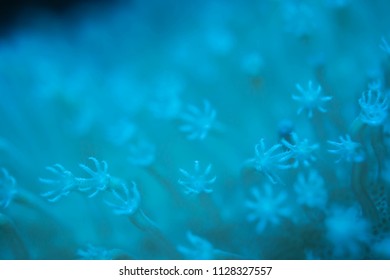 abstract blur light blue toadstool corals under the sea water in dark light