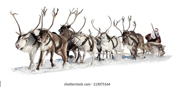 Paseos de Papá Noel en un trineo tirado por renos. Se apresura a dar regalos antes de Navidad. Este es un equipo rápido de ocho ciervos.
