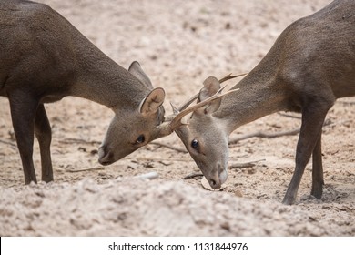 Portrait of Two whitetail deer bucks challenge each other during the rut.