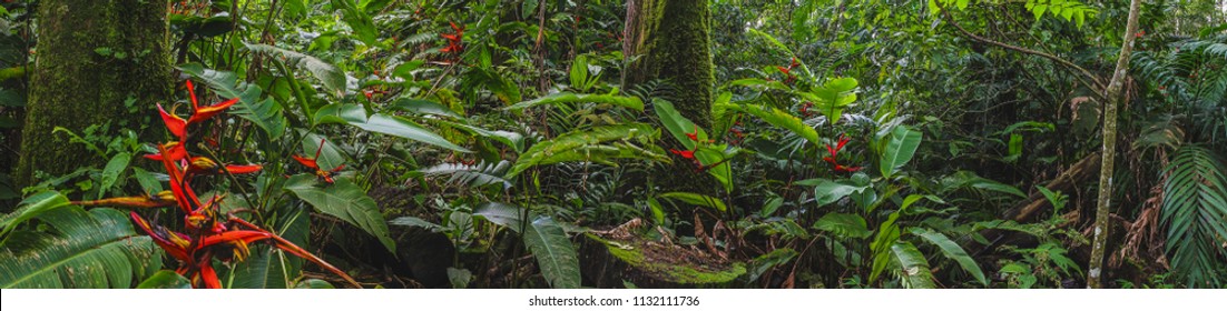 Panorama hutan hujan Kosta Rika dengan bunga dan tanaman
