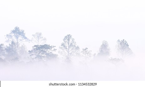 nebligen Morgen im Wald. Silhouette von Bäumen im dichten weißen Morgennebel. blasses Holz verdunkelt durch Feuchtigkeit in der Bergwaldluft.