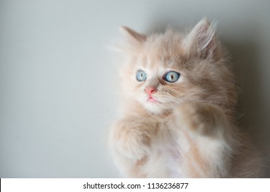 Süße kleine Katze mit blauen Augen, die auf dem Boden liegt