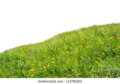 wilde Blumen auf der Wiese. Wiese auf einem Hügel mit wilden Blumen und Gras bedeckt. Getrennt über weißem Hintergrund