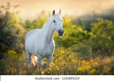 Chân dung ngựa trắng trong hoa anh túc dưới ánh bình minh