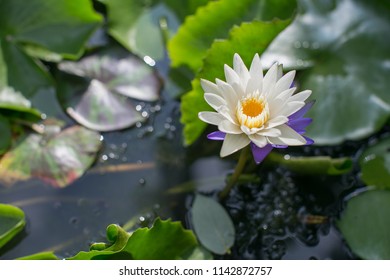 Close up Lotus flowers in the beautiful gardens .Beautiful Lotus Flowers is blooming colorful. Macro Lotus flowers is  white and orange colors.