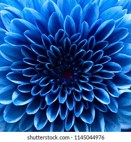 blue chrysanthemum macro.red flower macro.close up flower.abstract background background.