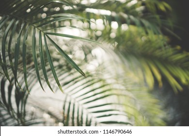 Copie el espacio del árbol de hoja de palma verde borroso con fondo de textura abstracta de luz de sol bokeh. Concepto de ecología y medio ambiente. Estilo de color de efecto de filtro de tono vintage.