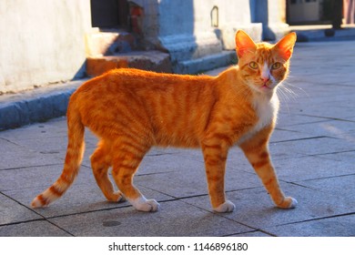 een oranje, gemberkat