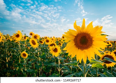 zonnebloem in een veld met zonnebloemen onder een blauwe lucht