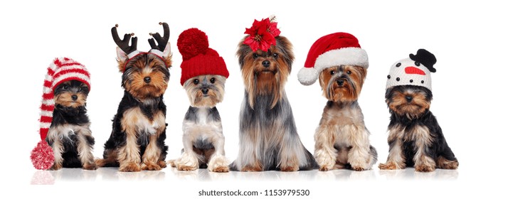 Yorkshire terriers con diferentes sombreros navideños